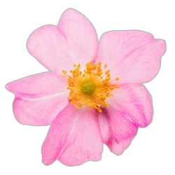Dog Rose